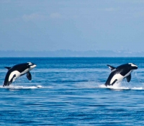 Orcas Breaching On Desolation Sound Boat Tour
